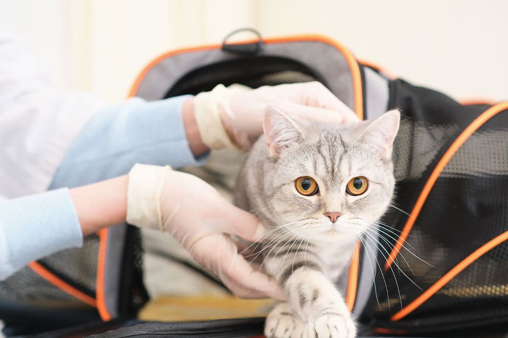 A person petting a cat, showing the bond between pets and their owners—perfect for anyone searching for a vet near me or considering a mobile veterinarian for convenient care.