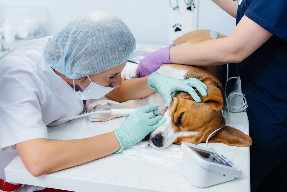 A mobile vet in a mask and gloves examines a sedated beagle’s eyes on an exam table, while an assistant gently holds the dog’s head. Medical equipment is visible on the table.