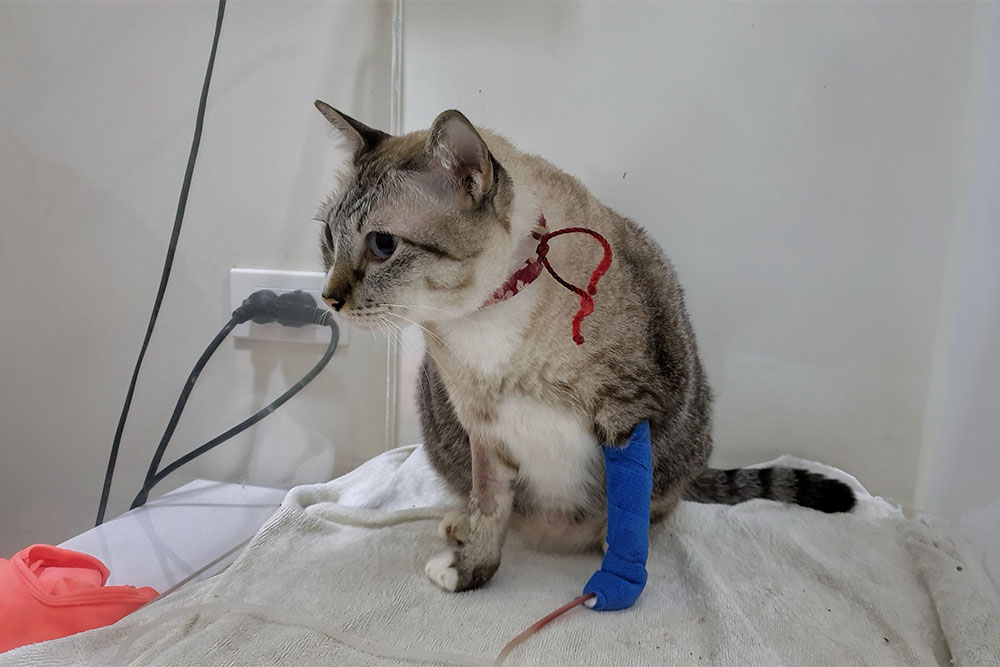 A cat with a red collar sits on a white towel, wearing a blue bandage with an IV line attached. The cat appears to be at the vet, likely receiving care from a veterinarian in a clinic setting.