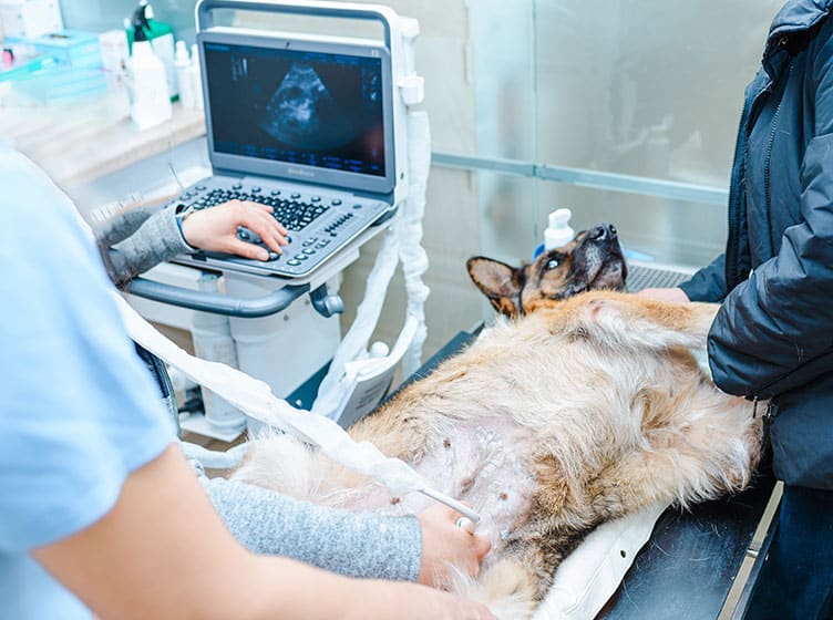 A dog lies on its back on an exam table while a mobile vet performs an ultrasound using a handheld device, with the ultrasound image visible on a monitor nearby. Another person gently holds the dog.