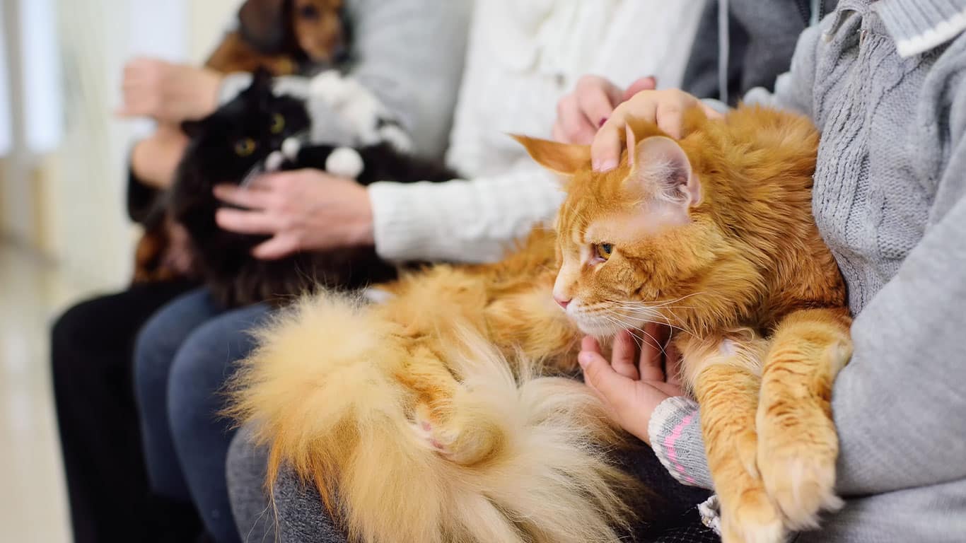 Three people are sitting in a row, each holding a pet in their lap as they wait for the mobile vet. The focus is on a large, fluffy orange cat being petted, while a black-and-white cat and a small dog rest with the other two.