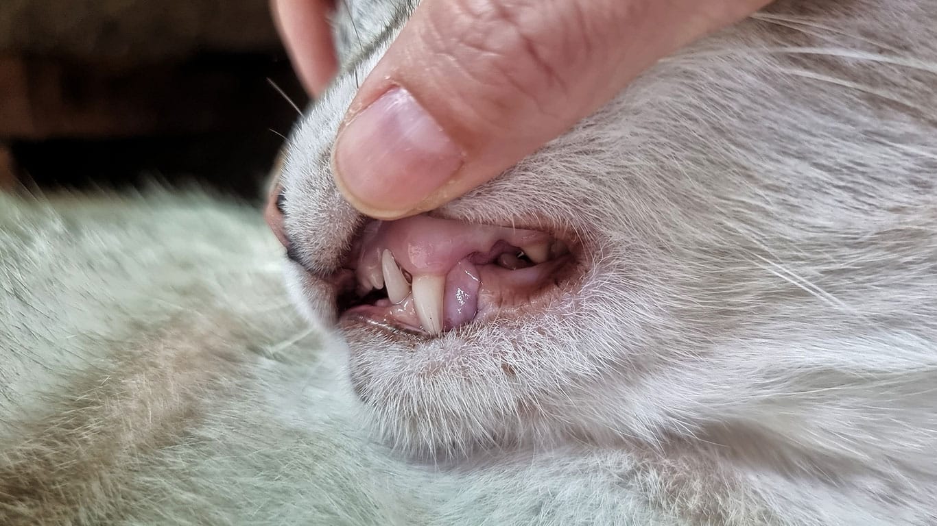 A close-up of a person's hand gently lifting a cat's upper lip to reveal the cat's teeth and gums, as a vet examines the animal's mouth in detail.
