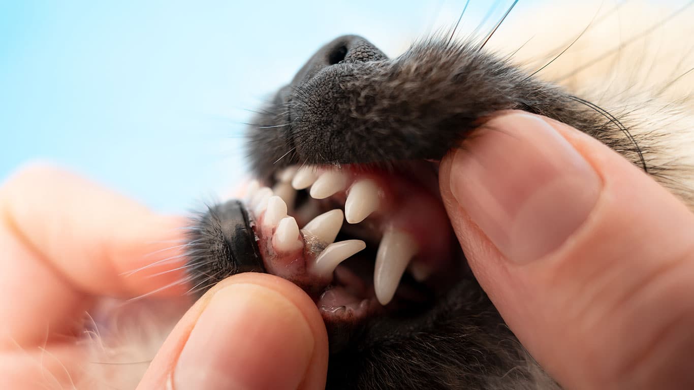 A close-up of a person's hands, like those of a veterinarian, gently opening a dog's mouth, showing the dog's clean white teeth and gums against a light blue background.
