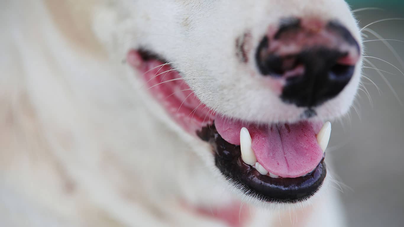 Close-up of a dog's mouth, showing its slightly open jaws, pink tongue, and white teeth. Perfect for a mobile veterinarian or anyone searching "vet near me" to check the pet’s dental health. The fur is light and the nose partially visible at the top.