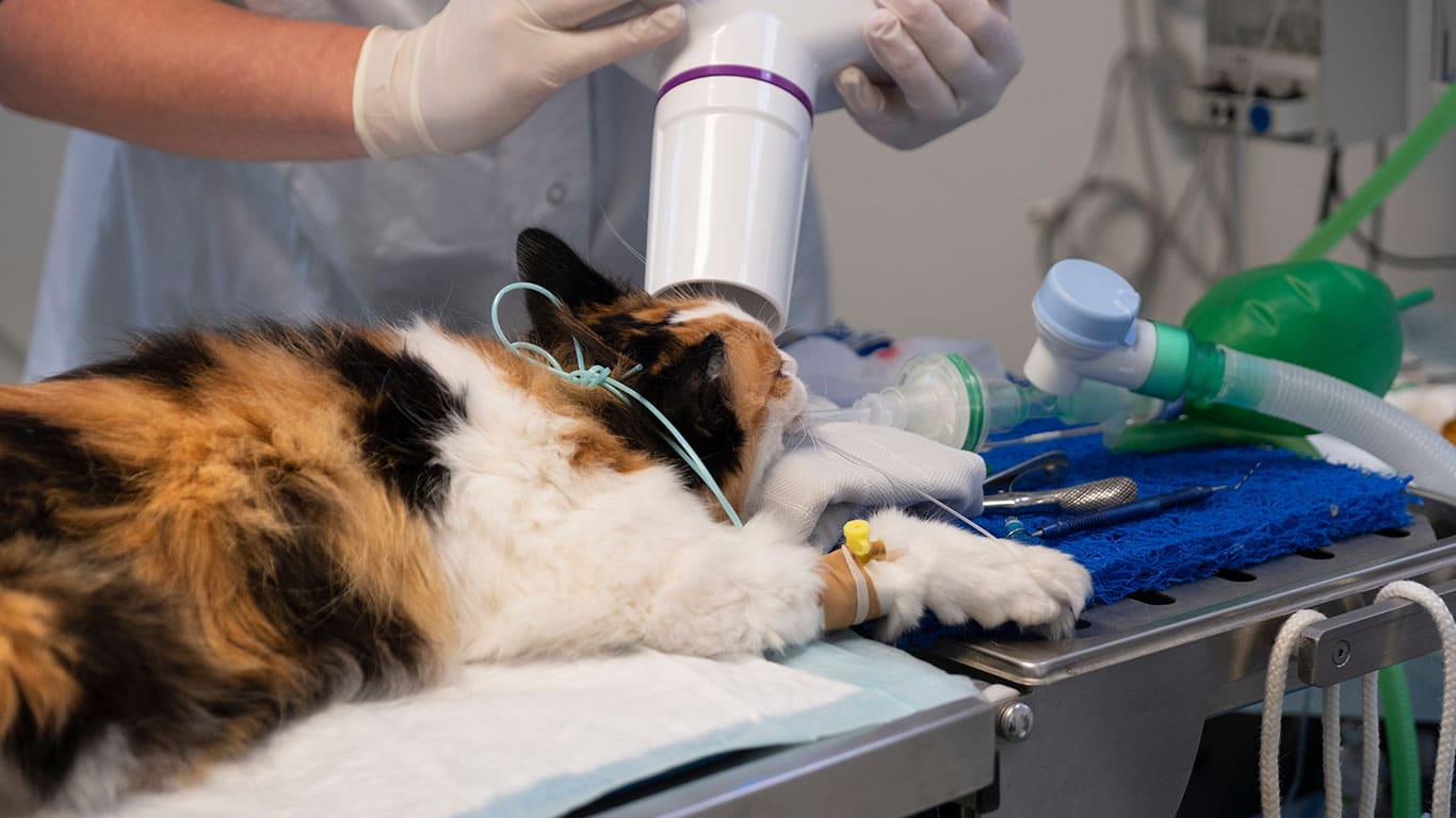 A cat lies on a veterinary exam table with an oxygen mask on its face while a mobile veterinarian in gloves performs a procedure using medical equipment.