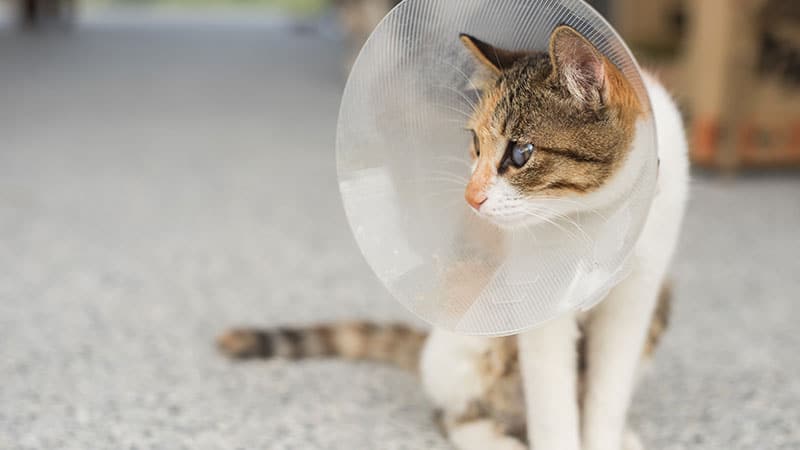 A cat with a white and brown coat sits on a gray floor, wearing a plastic cone (Elizabethan collar) after a vet visit, looking to the left.
