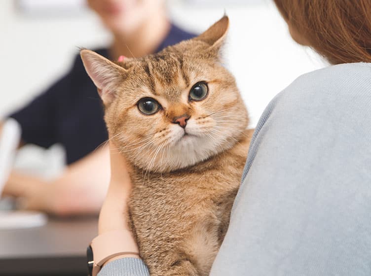 A brown tabby cat with green eyes is being held in a veterinarian’s arms, looking directly at the camera. Another person is blurred in the background.