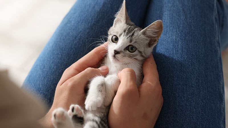 A small gray and white kitten lies on its back in a person's lap, gently held by both hands. The kitten looks up with wide eyes, appearing calm and comfortable after a recent visit from a friendly mobile vet.
