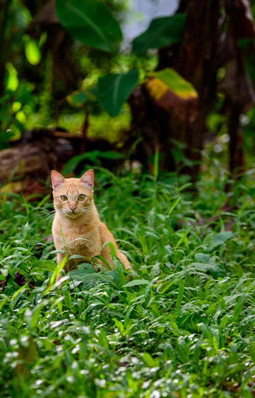 A light brown cat with green eyes sits alertly in tall green grass, surrounded by lush foliage and trees, as a mobile veterinarian observes nearby in this peaceful natural outdoor setting.