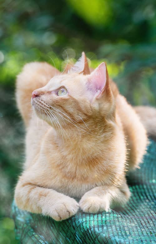 A light orange tabby cat with green eyes lies on a green surface outdoors, looking up and to the left. The background is blurred with lush greenery, creating a calm setting—perfect for a caring vet or in home euthanasia when comfort matters most.