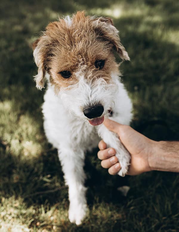 A small, scruffy white and brown dog sits on grass, licking a veterinarian’s hand while giving its paw. The scene is outdoors and sunlit.
