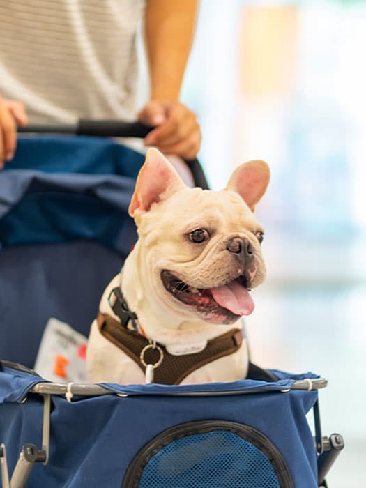 A happy French Bulldog sits in a blue stroller with its tongue out. A person stands behind, holding the handle. The softly blurred background hints at a fun outing—perhaps even a visit to a friendly veterinarian or mobile vet nearby.