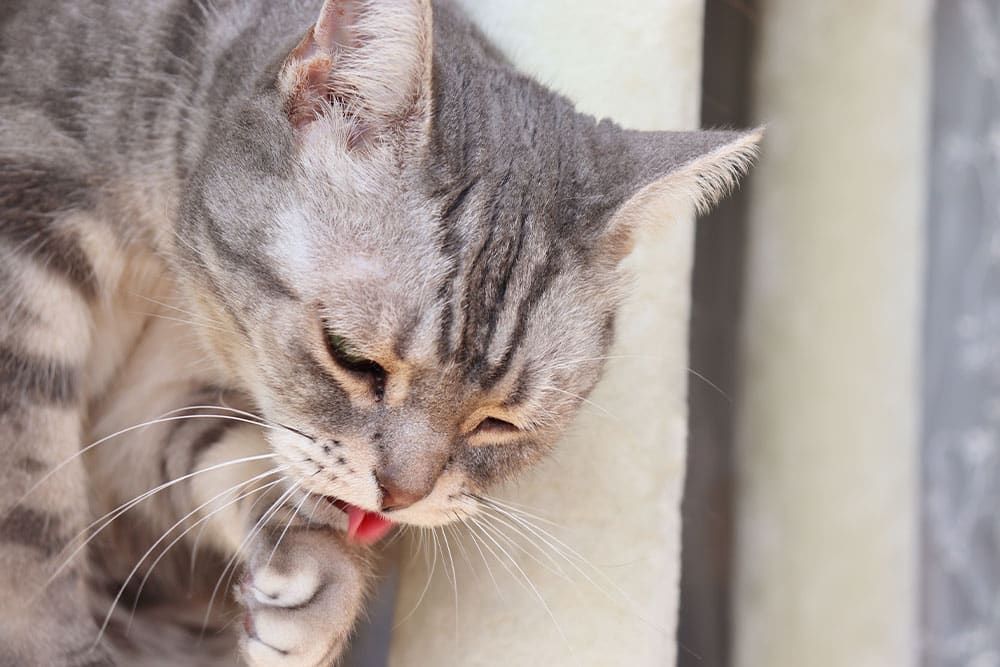 A gray tabby cat is licking its paw, eyes partially closed and tongue visible as it grooms itself—a reminder to schedule regular check-ups with a vet near me. The background is blurred and neutral in color.