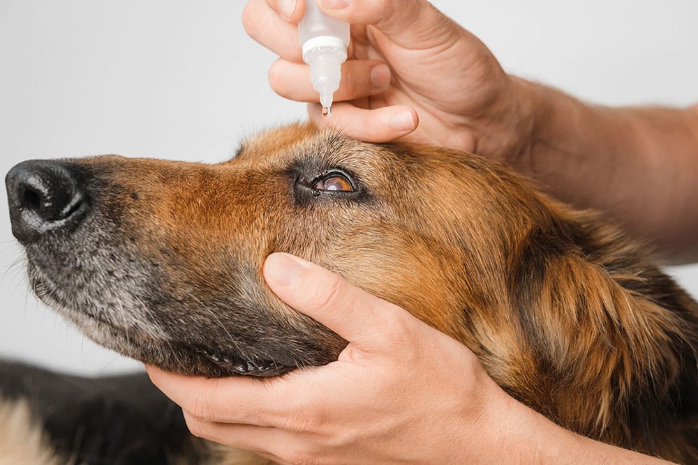 A person, possibly a mobile vet, carefully administers eye drops to a large brown and black dog by holding the dog's head steady and gently lifting its eyelid.