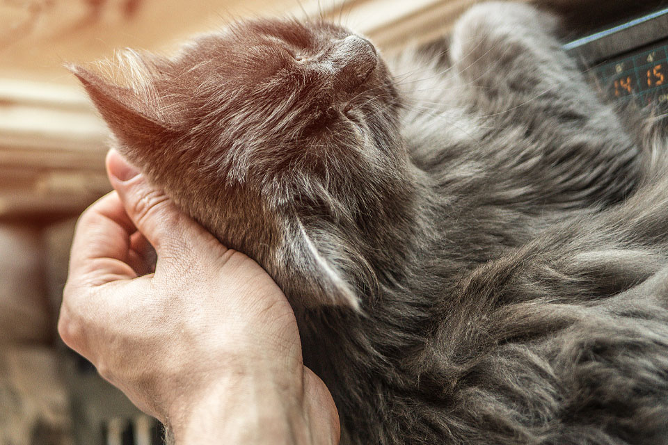 A person gently scratches a fluffy gray cat behind the ear. The cat is lying down, enjoying the affection and comfort of a mobile vet visit in the familiar surroundings of home.