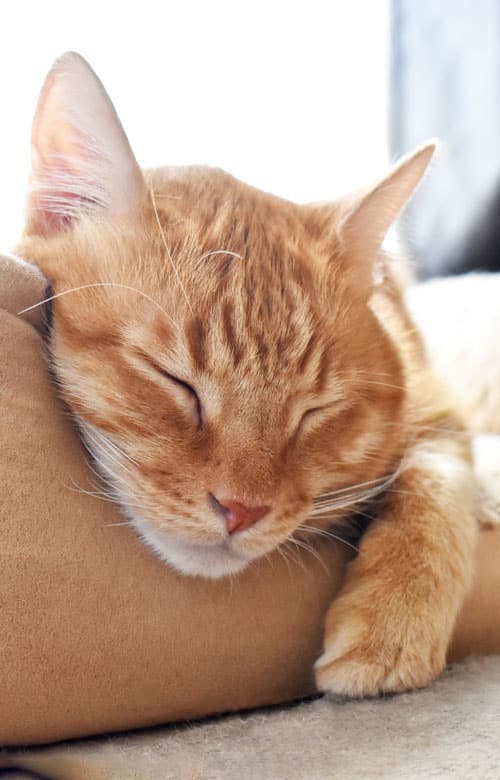 A close-up of an orange tabby cat sleeping peacefully with its head resting on a brown surface and one paw stretched out, conveying the gentle care offered by a compassionate veterinarian.