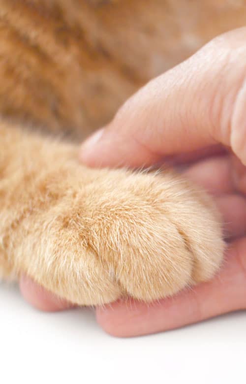 A close-up of a human hand gently holding a ginger cat's paw, both resting on a white surface—reflecting the caring touch of a mobile veterinarian.