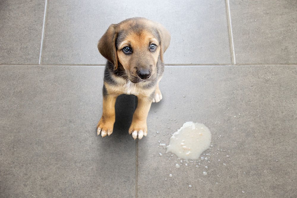 A small brown and black puppy sits on a gray tiled floor, looking up with innocent eyes next to a small puddle of spilled liquid, awaiting attention from a caring mobile veterinarian.