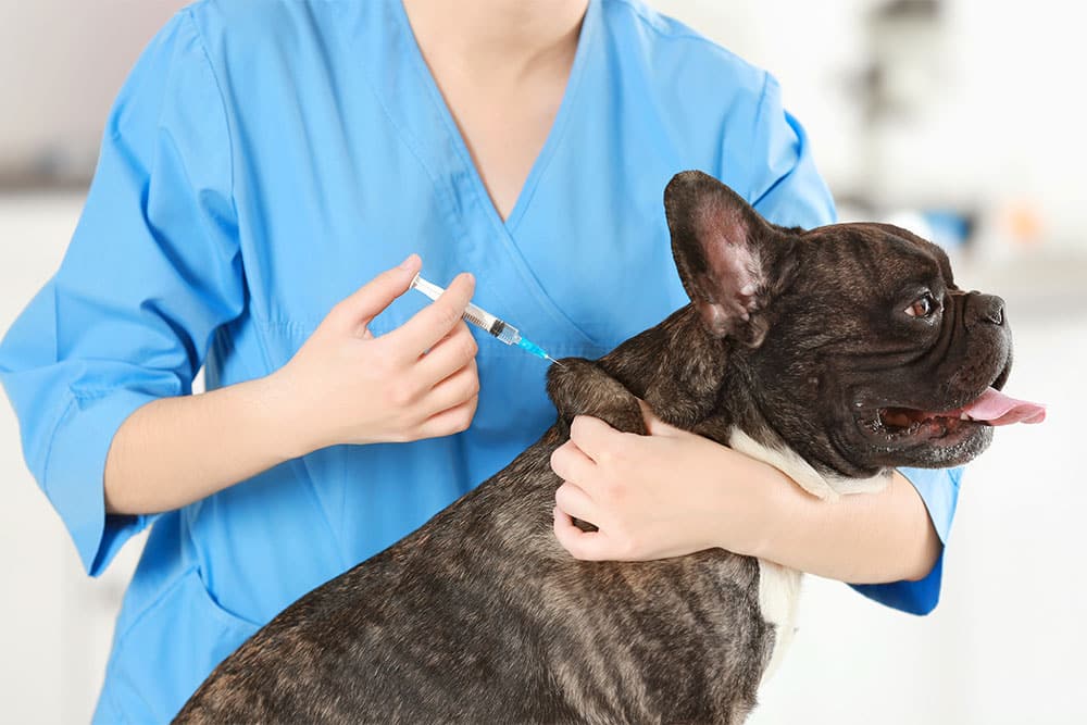 A mobile veterinarian in blue scrubs gives a vaccine injection to a brindle French Bulldog, gently holding the dog by the neck. The calm dog sits with its tongue out during the visit.