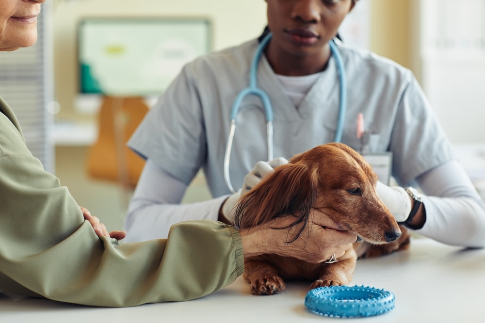 A veterinarian in scrubs gently examines a brown dachshund at a clinic while the dog's owner comforts it. Searching for a caring "vet near me"? A blue chew toy is on the table nearby.