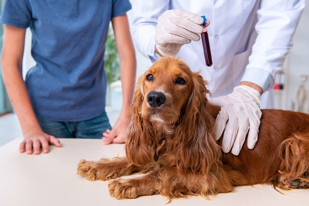 A veterinarian wearing gloves holds a blood sample next to a brown dog lying on an exam table, while a person stands nearby—ensuring compassionate vet care during difficult moments like in home euthanasia.