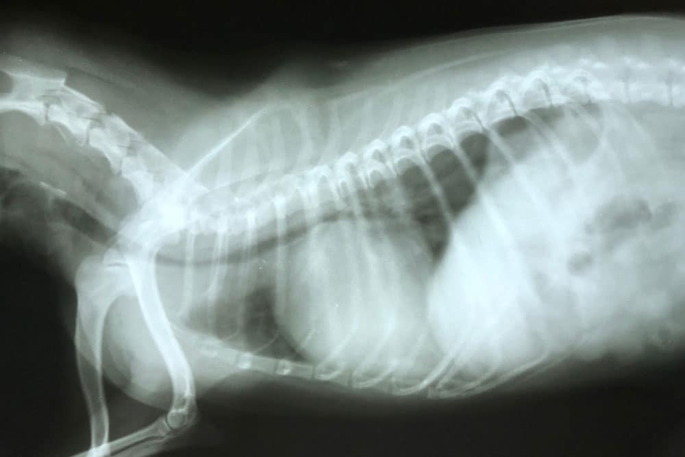 A side-view X-ray of an animal, likely a dog, taken by a vet shows ribs, spine, and limbs. The skeletal structure and internal organs are faintly visible against a dark background.