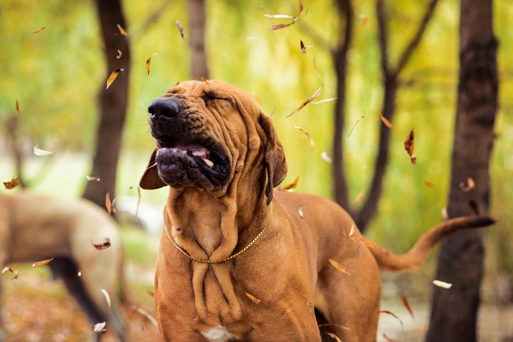A large brown dog shakes its head as autumn leaves fall around it in a wooded area, creating a playful, lively scene—perfect for a mobile vet visit or anyone searching for a caring "vet near me.