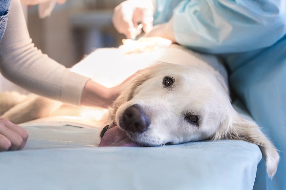 A golden retriever lies on an examination table with its tongue out while a vet in scrubs, possibly found searching "vet near me," attends to it, preparing for a medical procedure or surgery.