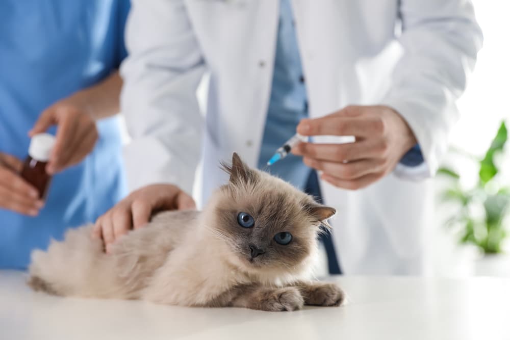 A fluffy grey cat lies on an exam table while a vet in a white coat prepares to give it an injection; another person stands nearby holding a medicine bottle.