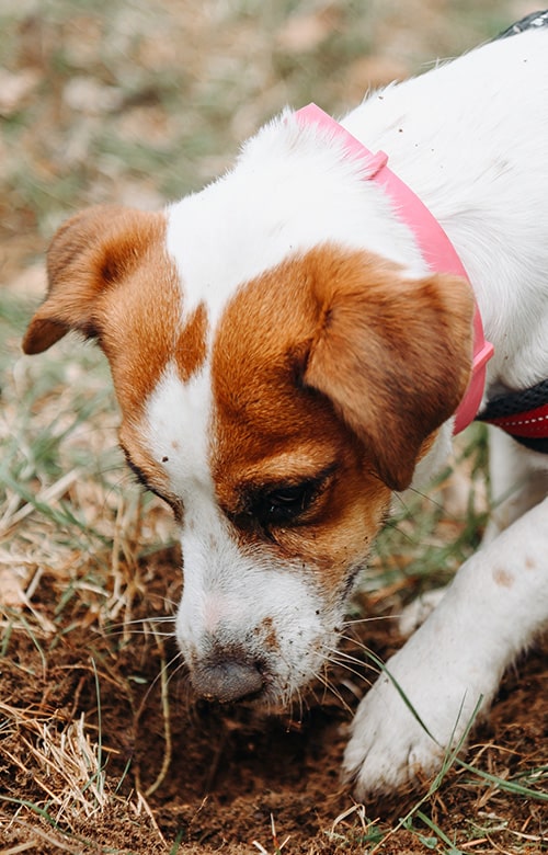 A dog sniffing the ground, perhaps searching for clues or waiting for a visit from a mobile vet.