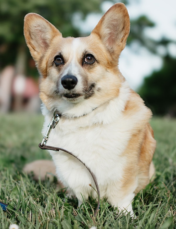 A tan and white corgi with large ears sits on green grass, looking slightly upward. Wearing a collar and leash, this pup could be waiting for a mobile veterinarian or a visit to the vet; blurred trees and sky fill the background.