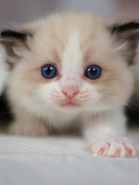 A close-up of a fluffy kitten with cream and white fur, bright blue eyes, and a pink nose, lying down and looking directly at the camera. One paw is slightly extended forward, as if ready for a friendly visit to the veterinarian.