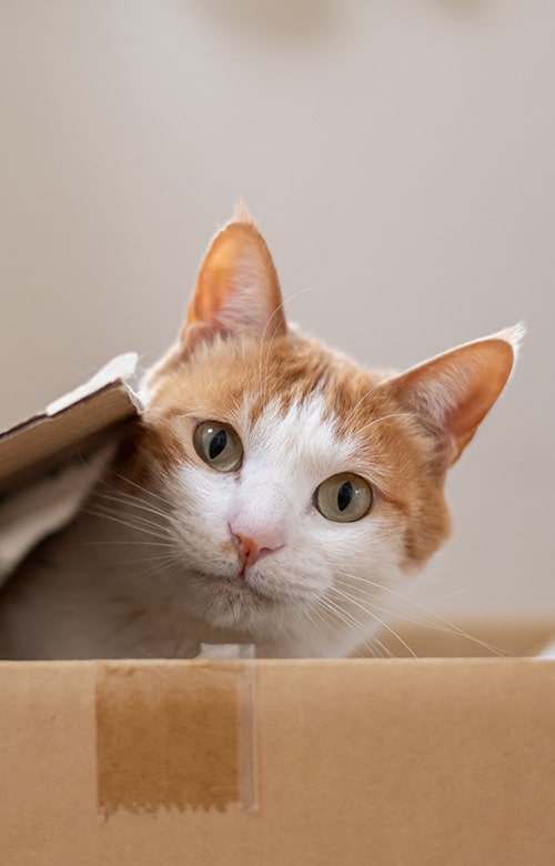 A ginger and white cat peeks out from inside a cardboard box, looking directly at the camera with curious eyes—perhaps waiting for a visit from a mobile vet.