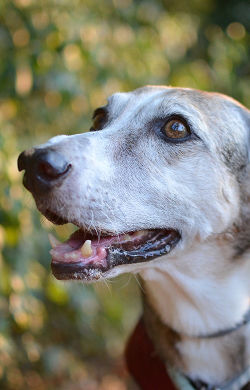 Close-up of a happy dog with light brown and white fur, mouth slightly open, showing teeth, and looking upwards. The blurred greenery hints at an outdoor visit from a mobile vet providing care in a familiar setting.