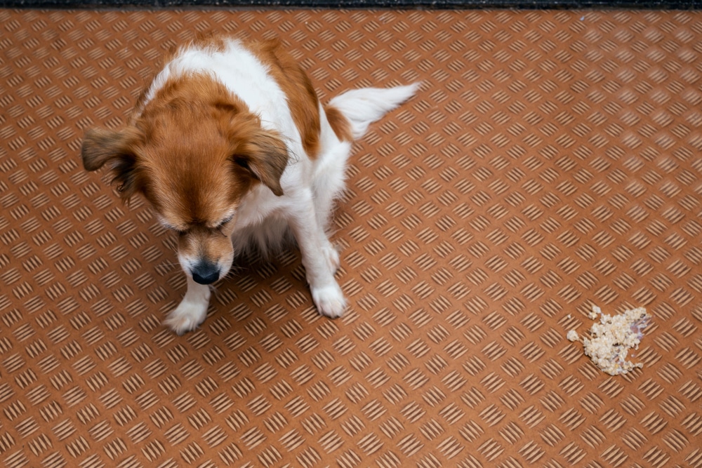 A small brown and white dog sits on a patterned brown floor, looking down next to a pile of vomit, while a mobile veterinarian is called to assess the situation.