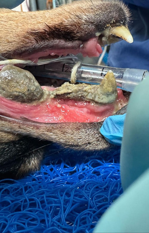 A close-up of a dog's mouth during a mobile veterinarian dental procedure shows severe tartar buildup on the teeth, inflamed gums, and a breathing tube placed by a gloved hand.