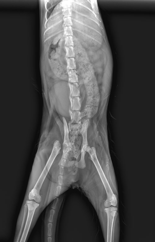 X-ray image of an animal, likely a dog, viewed from above, showing the spine, ribs, pelvis, and leg bones; some internal organs are faintly visible—often used by a veterinarian or mobile vet for diagnostic purposes.