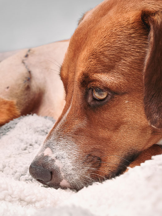 A brown and white dog with soulful eyes rests its head on a soft, light-colored blanket, looking thoughtful and calm. A shaved patch on its body suggests recent care from a compassionate veterinarian.