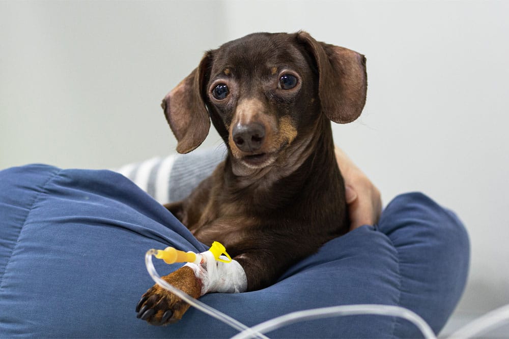 A small brown dachshund with a bandaged leg and IV catheter rests on a blue cushion, looking up calmly as a mobile vet gently holds and comforts the pup during an in home euthanasia visit.
