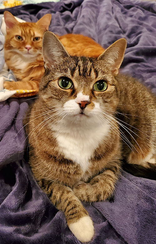 Two cats rest on a purple blanket. The tabby with green eyes lounges up front, while the orange cat relaxes partly behind. Both gaze at the camera—perfectly content after a recent checkup from a caring mobile veterinarian.