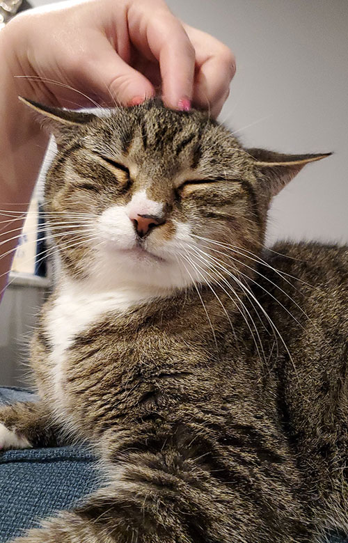 A tabby cat with white markings closes its eyes and looks content as a person, possibly a caring vet, gently scratches its head. The cat is lying down and appears relaxed and happy.