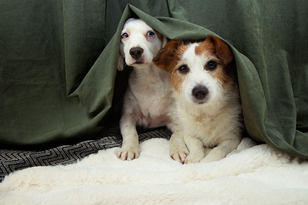 Two dogs are lying on a soft, white blanket, partially covered by a green blanket, looking out with curious expressions. Their peaceful bond shows why many choose a mobile vet or veterinarian for compassionate in home care.