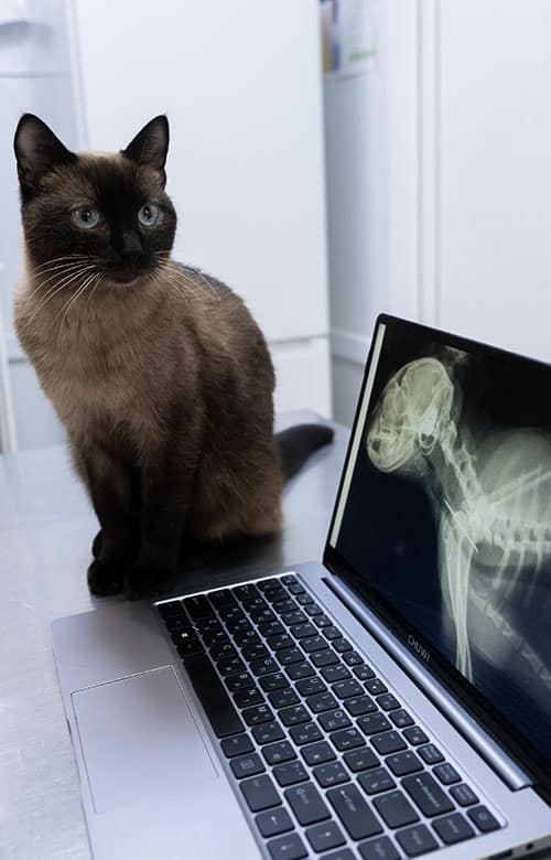 A Siamese cat sits on a table next to a laptop displaying an X-ray of a cat's head and neck, as a veterinarian examines the results in what appears to be a veterinary clinic.