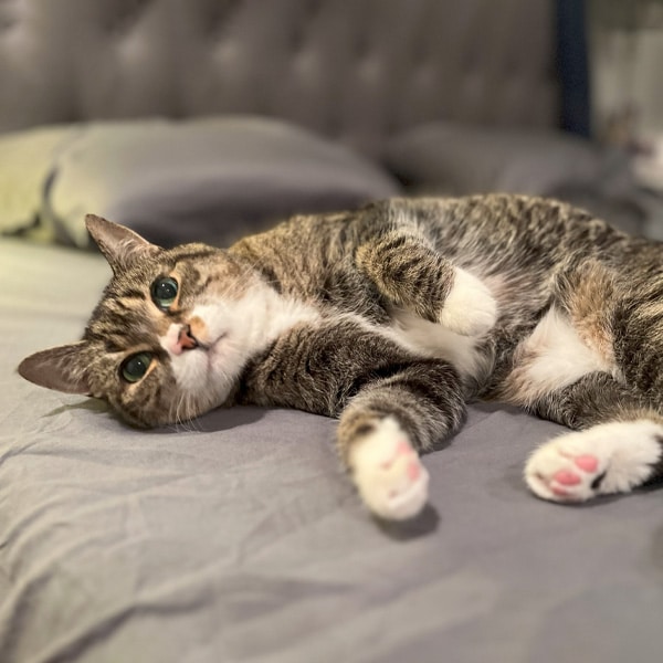 A tabby cat with white paws and chest is lying on its side on a bed with gray bedding, looking at the camera with a relaxed expression. The background is softly blurred, evoking the gentle touch of a caring mobile veterinarian.
