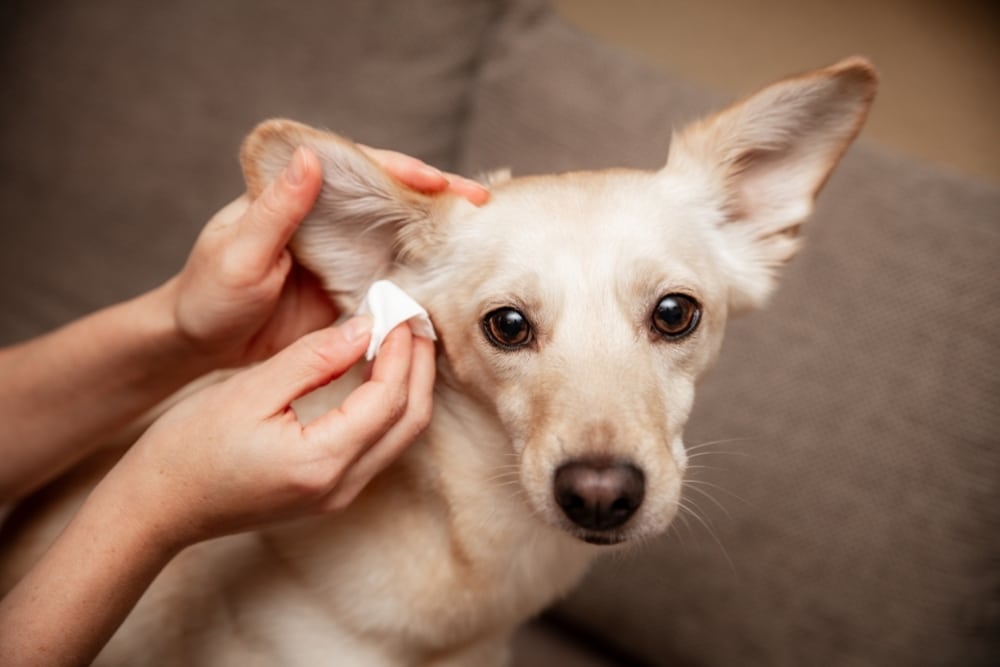Woman gently cleaning a dog’s ear with a cotton pad during a hygiene routine.
