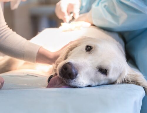 Spay and Neuter: Why It’s More Than Just Population Control