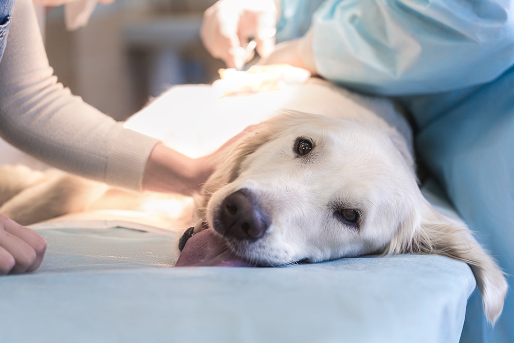 **Alt text:** A light-colored dog lies calmly on an examination table while veterinary staff in gloves perform a medical procedure in a clinic setting.