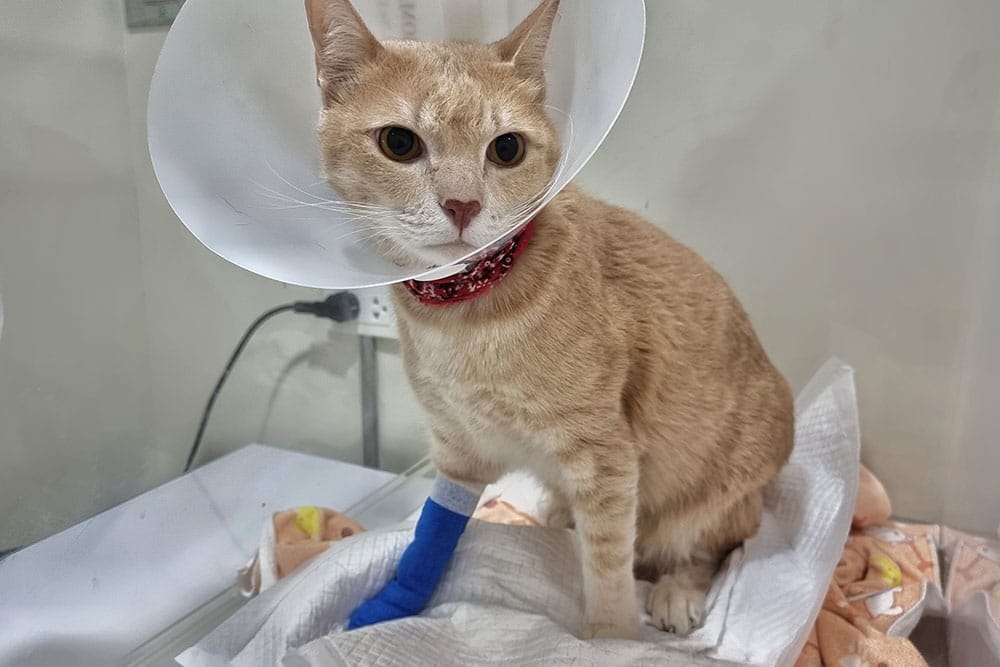 An orange cat wearing a protective cone sits on a veterinary exam table with a bandaged front leg, appearing alert in a clinic environment.