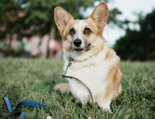 Dangerous Equipment for your pet