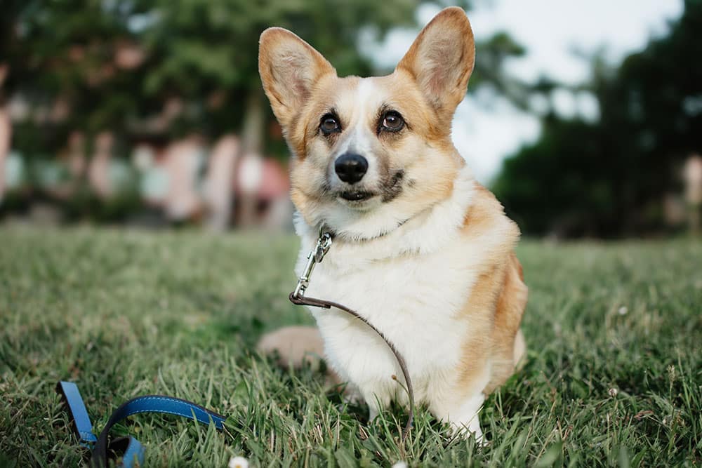 A tan and white corgi sits on green grass in a park, wearing a collar with a leash attached, looking alert toward the camera with trees and buildings softly blurred in the background.